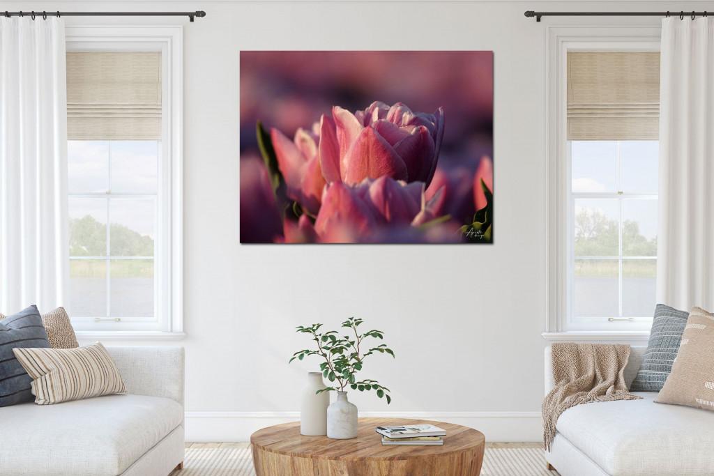 Tulips-Are-Not-Always-Red-Aperto-Design-A.jpg